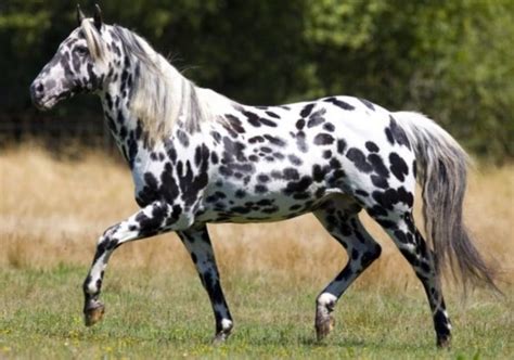 Appaloosa | Horse is Love