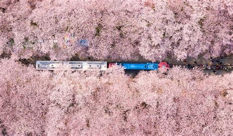 Jinhae Cherry Blossom Festival 2024 1 Day Tour from Seoul/Busan - Trazy, Korea's #1 Travel Shop