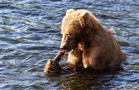 Kodiak Bear - Description, Habitat, Image, Diet, and Interesting Facts