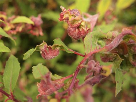 Fuchsia gall mite – Aculops fuchsiae – Problems – Oak Leaf Gardening