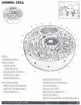 Animal Cell Diagram Coloring Sheet sketch template