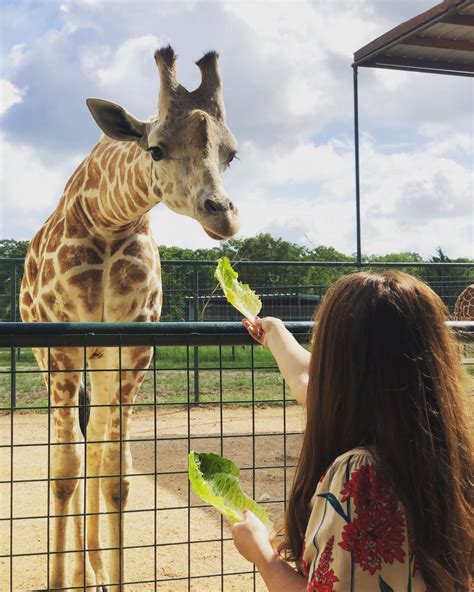 Aggieland Safari - Jennifer Satterfield