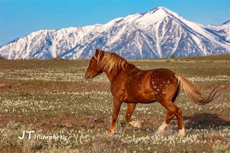 Carson Valley’s Extraordinary Winter Wildlife - Carson Valley, Nevada | Genoa, Gardnerville ...