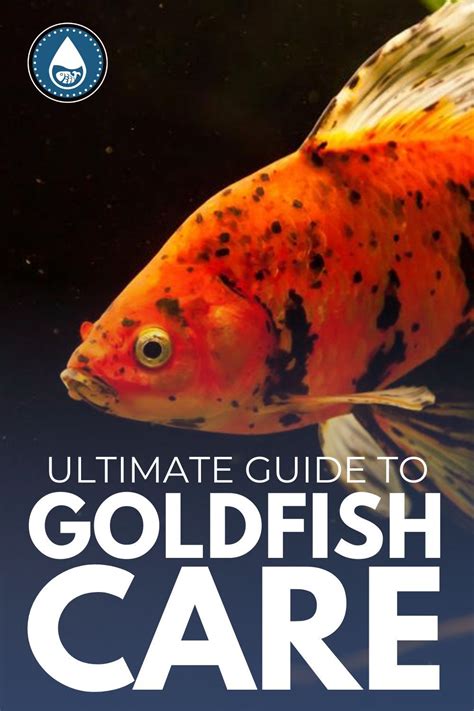 Ultimate Guide to Goldfish Care | Goldfish care, Goldfish, Tropical ...