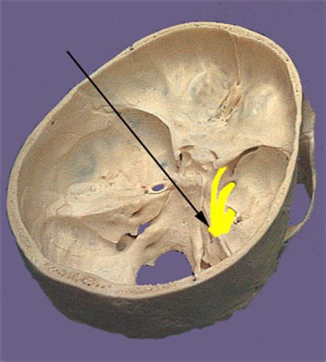 Trigeminal Nerve