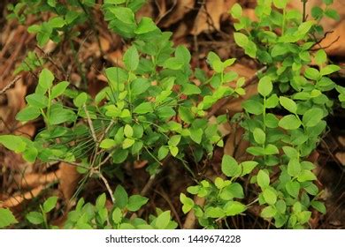 136 Vaccinium Myrtillus Species Images, Stock Photos & Vectors ...