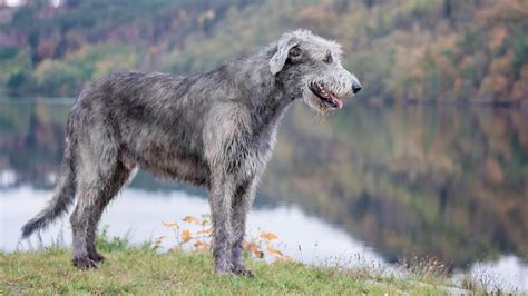 What Kind Of Dog Is A Scottish Deerhound