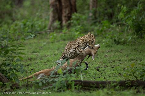 Predator & Prey: Leopard hunts deer