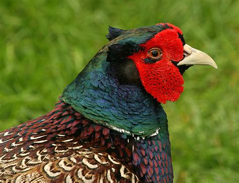 Common pheasant | New Zealand Birds Online