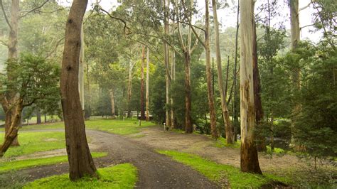 Tarra Valley Caravan Park, Accommodation, Gippsland, Victoria, Australia