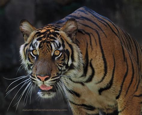 Panthera Tigris Sumatrae | OLYMPUS DIGITAL CAMERA | Flickr