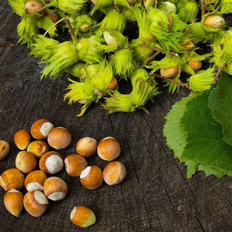 American Hazelnut Trees for Sale | BrighterBlooms.com