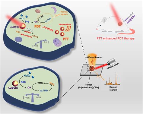 Using spectroscopy technology, researchers discover cascade nanozymes can treat tumor cells