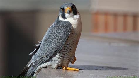 Peregrine Falcon Wallpapers - Wallpaper Cave