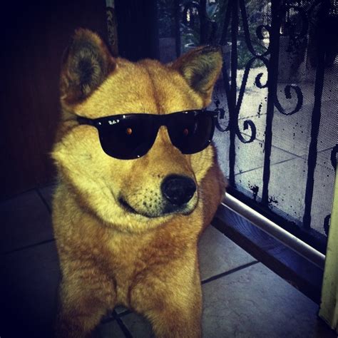 So apparently my dog can rock sunglasses better than most people can ...