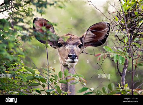 African kudu female antelope framed by the dense bush Stock Photo - Alamy