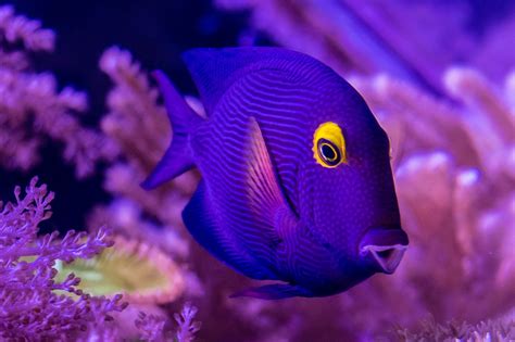 Dori Fish Photography aquarium | Dory fish, Fish pet, Tropical fish