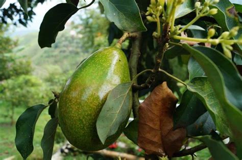 Cost of Cultivation of Avocado, Propagation, Yield in India | Agri Farming