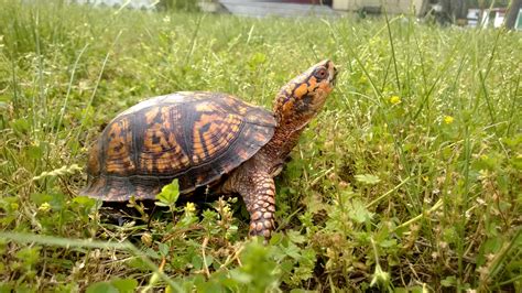 How to Take Care of Baby Box Turtles | Animals - mom.me