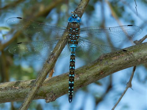 Free photo: Blue dragonfly - Blue, Dragonfly, Fly - Free Download - Jooinn