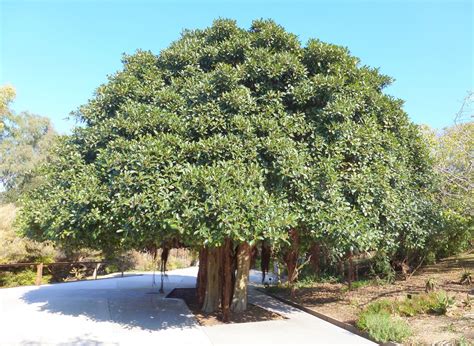 Árboles con alma: Ficus Rubiginosa. Higuera de Port Jackson