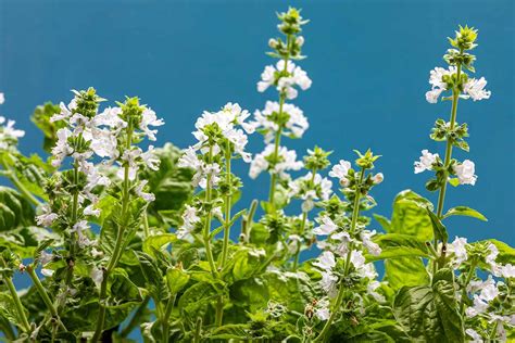 Should You Allow Basil Plants to Flower? | Gardener’s Path