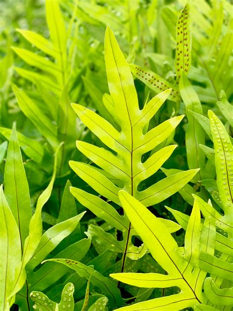 Green Fern Plants · Free Stock Photo