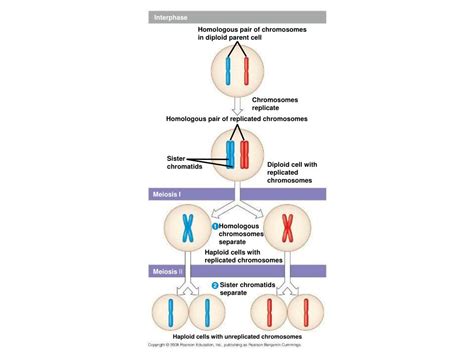 PPT - Interphase PowerPoint Presentation, free download - ID:5430550