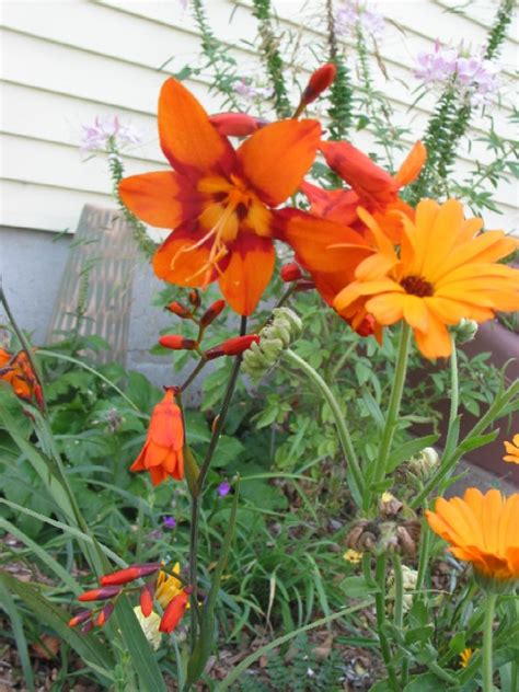 Perennial Identification – Who Is This Orange Visitor