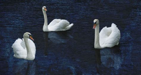 Three Swans Photograph by Bob Coates