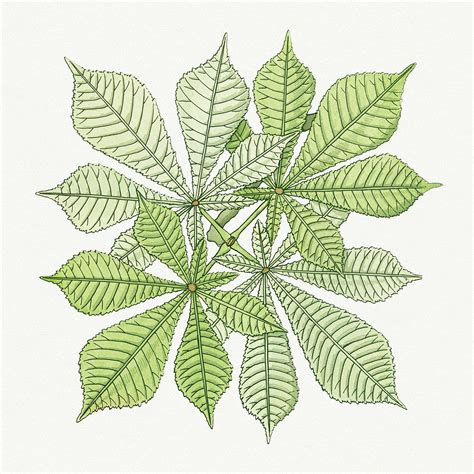 Vintage chestnut leaf design element | premium image by rawpixel.com / Moss | Art nouveau ...