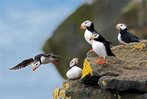 Horned Puffin: The Sea Parrot — Alaska Wildlife Alliance (AWA)