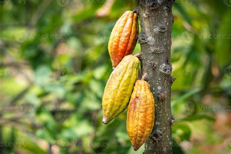 Cacao tree with cacao pods in a organic farm 2529443 Stock Photo at ...