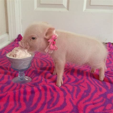 Cute Pink Teacup Pig