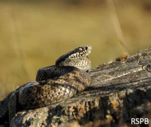 Adder identification & survey workshop – Gloucestershire Naturalists' Society