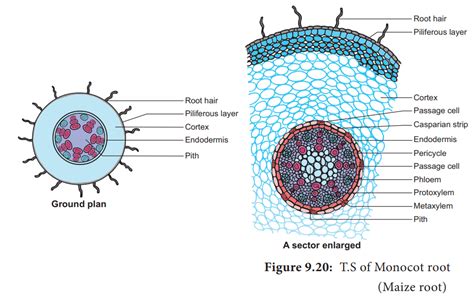 Primary Structure of Monocot Root-maize Root