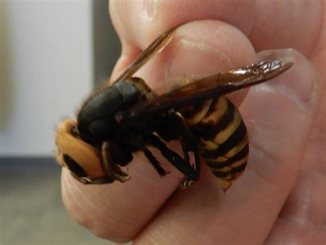 What you need to know about invasive giant hornets | The Drummer and ...