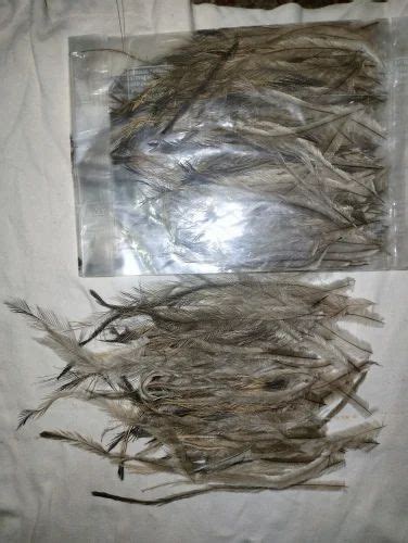 Natural Emu Feather, Size/Dimension: 4-8 Inches at Rs 100/pack in Bareilly