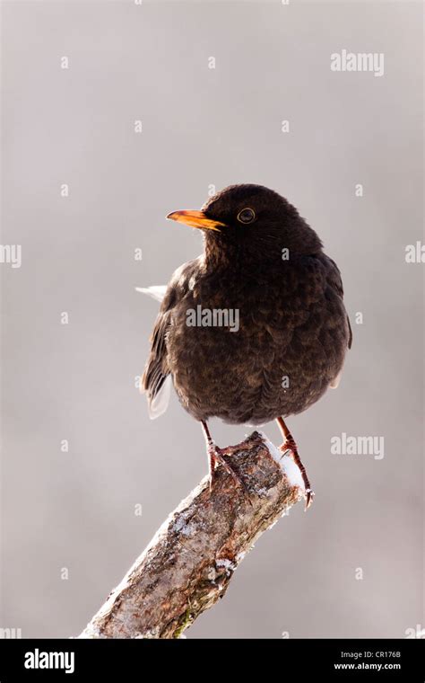 Blackbird (Turdus merula), female Stock Photo - Alamy