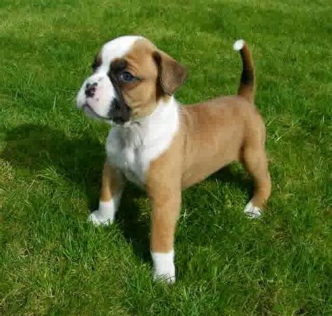 Mini Boxer Puppies For Sale - Cute Puppies for Me