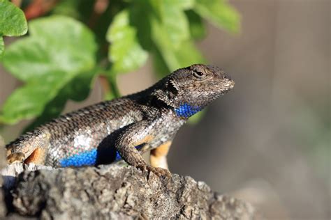 Western fence lizard (Sceloporus occidentalis) seen in China Camp State ...