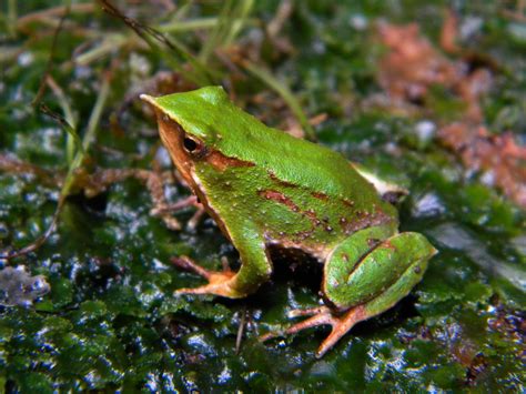 New action plan developed for conservation of Darwin's frogs | IUCN