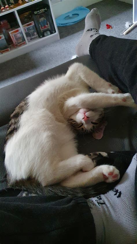 Today's sleeping position : r/Kitten