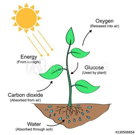 about photosynthesis with diagram - Brainly.in