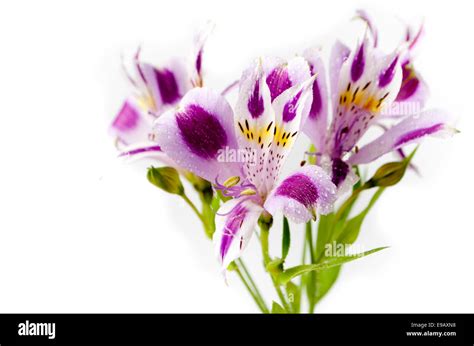 Alstroemeria bouquet isolated over white Stock Photo - Alamy