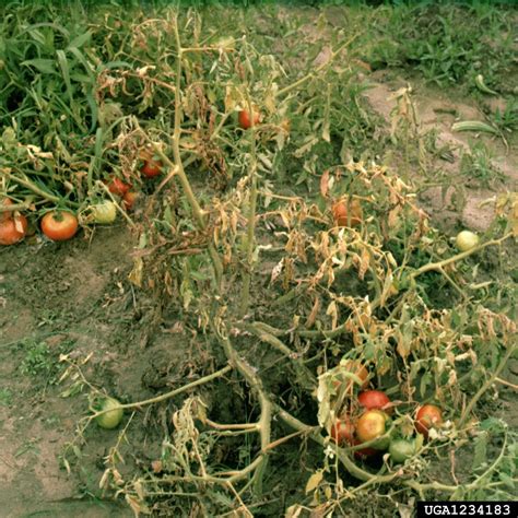 Tomato Southern Blight Treatment - How To Fix Tomato Plants With ...