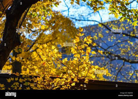 Autumn trees on street at sunny day in Tokyo, Japan Stock Photo - Alamy