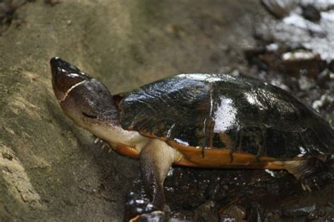 Palawan Wildlife Rescue and Conservation Center (Crocodile Farm ...