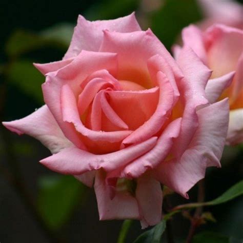 Rose – Compassion (climber/rambler) – Greenleaf Nurseries