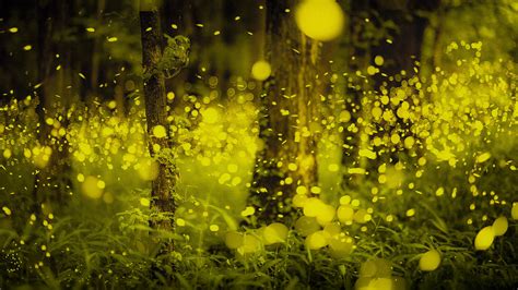 Fireflies in a forest in Okayama prefecture, Japan firefly (insect) | Japanese forest, Firefly ...